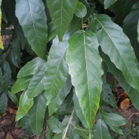 <i>Croton persimilis</i>  M  ll.Arg.